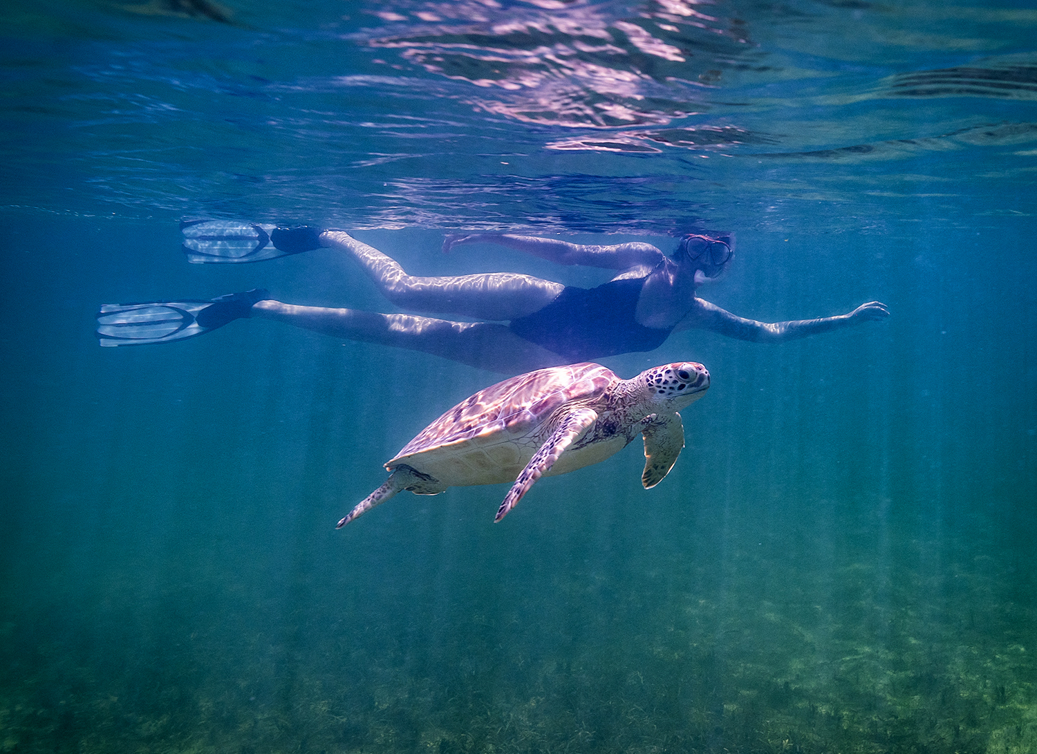 Sea turtles in clear water in St. Barts—snorkeling and underwater wildlife